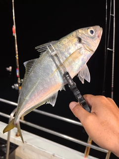 マアジの釣果