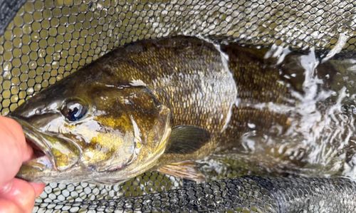 スモールマウスバスの釣果