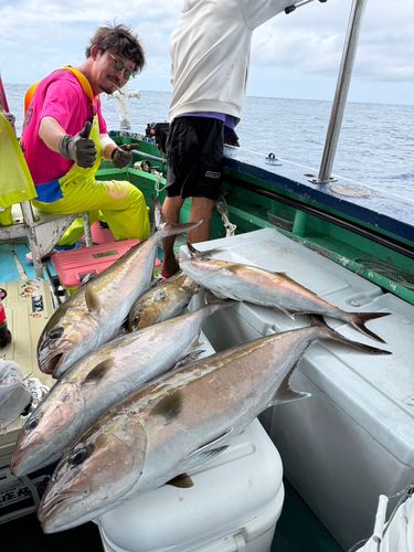 カンパチの釣果