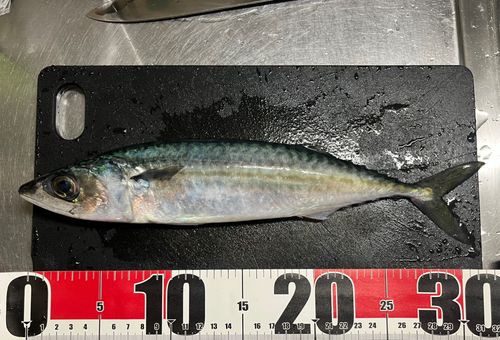 サバの釣果