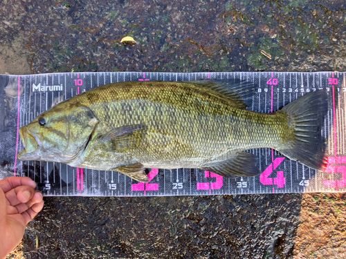 スモールマウスバスの釣果