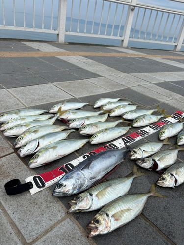 ツバスの釣果
