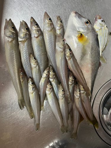 キスの釣果