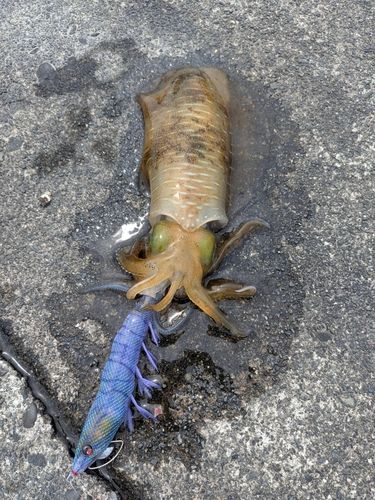 アオリイカの釣果