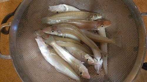 キスの釣果