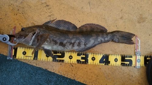 アイナメの釣果