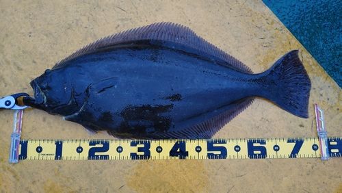 ヒラメの釣果