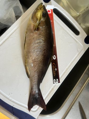イサキの釣果