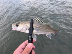 ボラの釣果