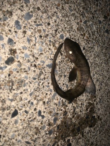 ドチザメの釣果