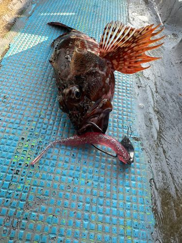 カサゴの釣果
