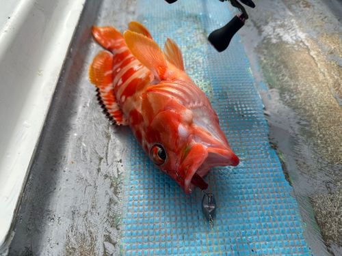 アカハタの釣果