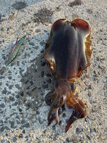 アオリイカの釣果