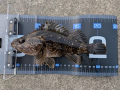 タケノコメバルの釣果