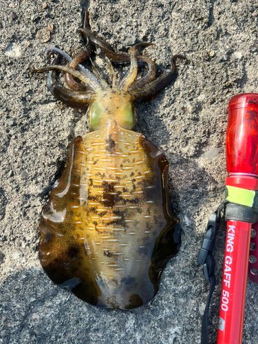 アオリイカの釣果