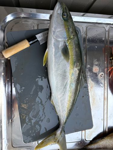 メジロの釣果