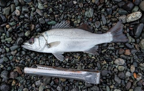 セイゴ（ヒラスズキ）の釣果
