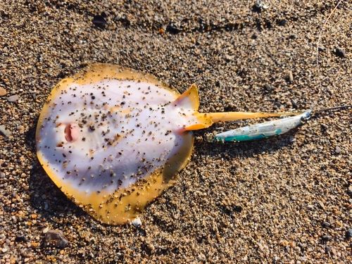 アカエイの釣果
