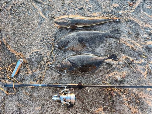 ヒラメの釣果