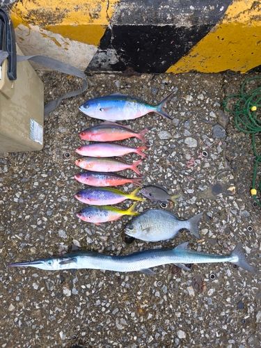ダツの釣果