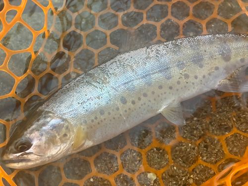 ヤマメの釣果