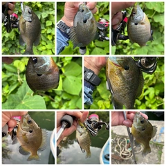 ブルーギルの釣果