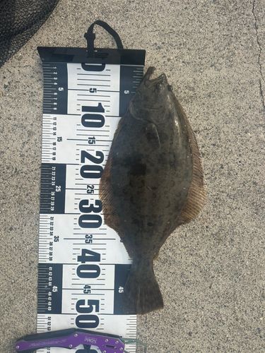 ヒラメの釣果