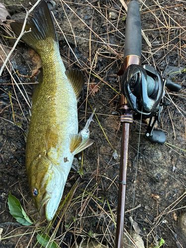 スモールマウスバスの釣果