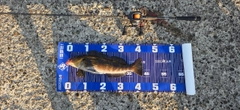 アイナメの釣果