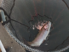 ニジマスの釣果