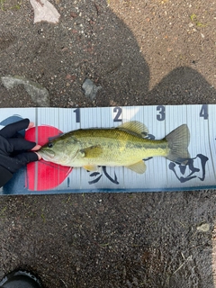 ラージマウスバスの釣果