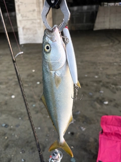 ワカシの釣果