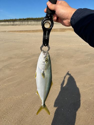 イナダの釣果
