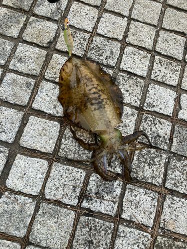 アオリイカの釣果