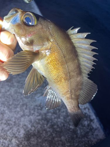 メバルの釣果