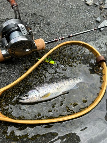 ヤマメの釣果