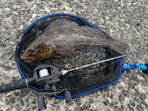 アブラコの釣果