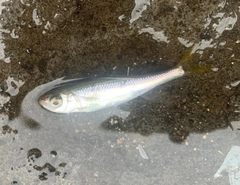オイカワの釣果