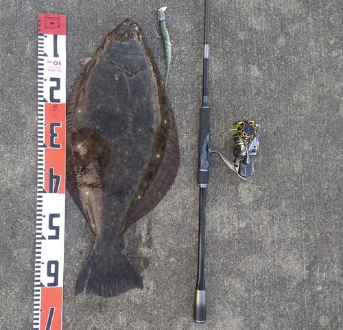 ヒラメの釣果