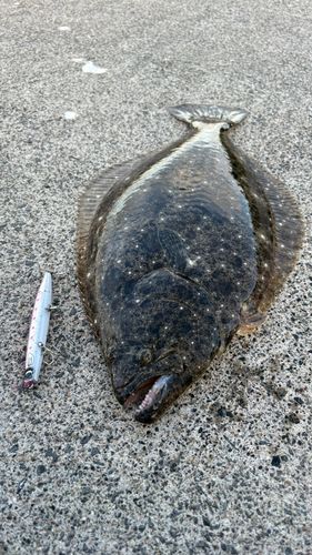 ヒラメの釣果