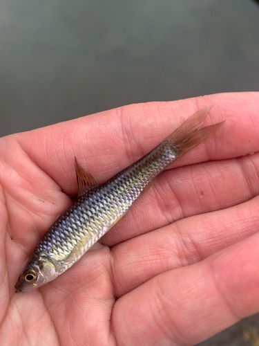 モツゴの釣果