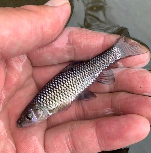 モツゴの釣果