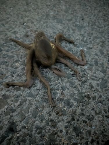 タコの釣果