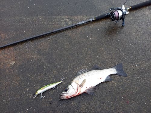 ヒラスズキの釣果
