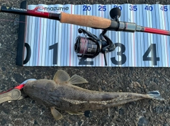 マゴチの釣果