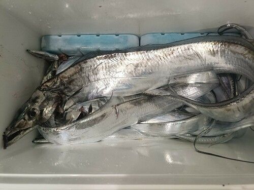 タチウオの釣果