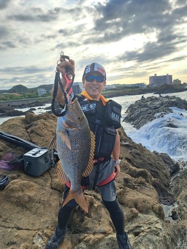ハマフエフキの釣果