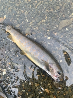 ヤマトイワナの釣果