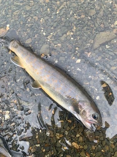 ヤマトイワナの釣果