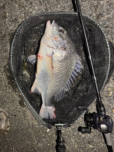 キビレの釣果